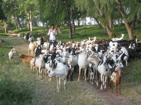 One hundred and twenty-five goats